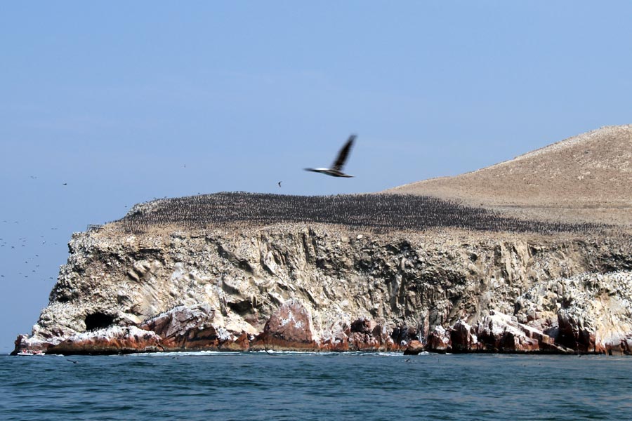 islas-ballestas-5