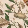 Maria Sibylla Merian