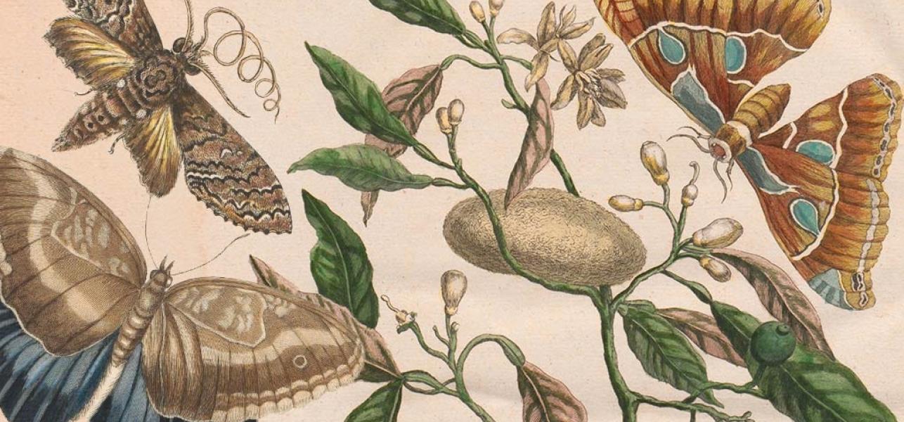 Maria Sibylla Merian