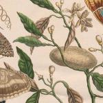 Maria Sibylla Merian