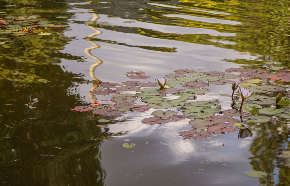 JARDINBOTANICO-3