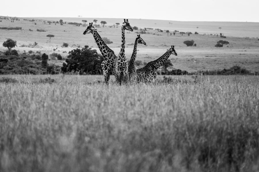 Maasai-Mara-National-Reserve-24