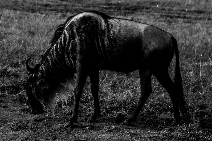 Maasai-Mara-National-Reserve-28