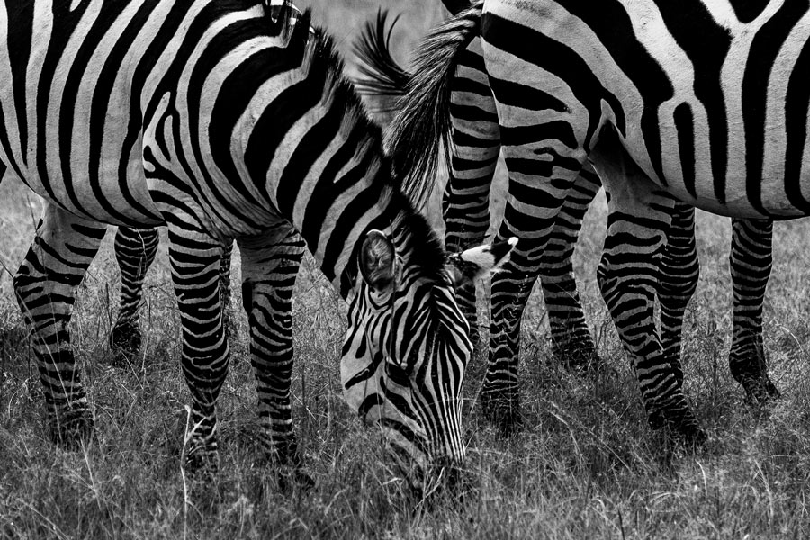 Maasai-Mara-National-Reserve-9