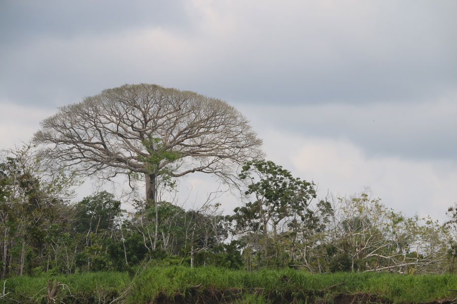 Ceiba