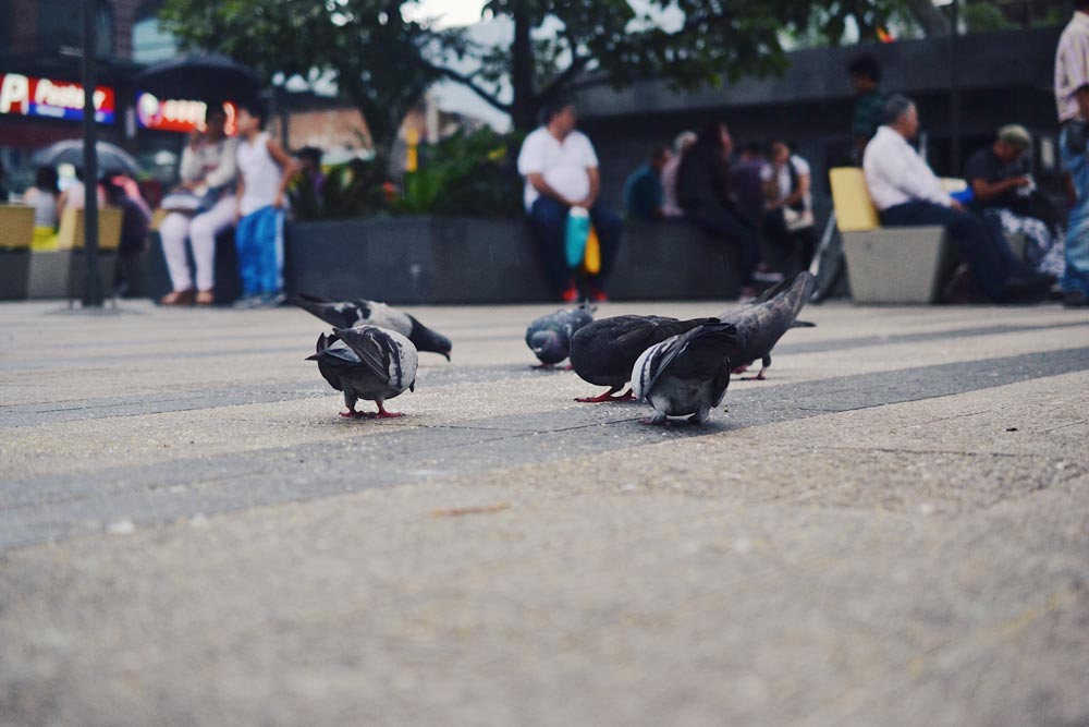 Parques Parque De Envigado-4