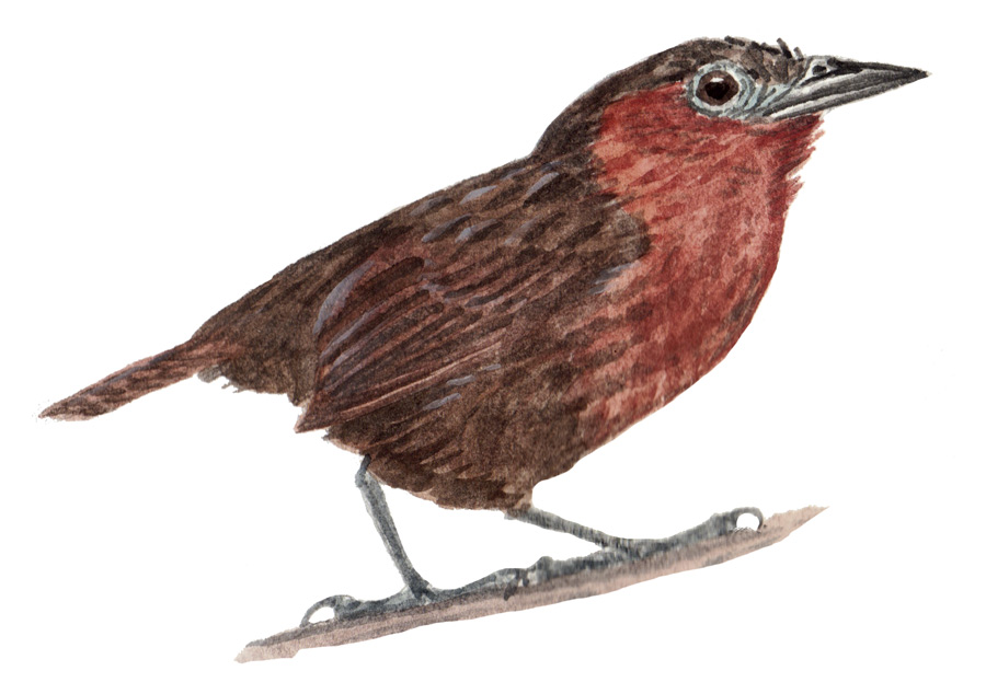 CucaracheroCHESTNUT-BREASTED wren