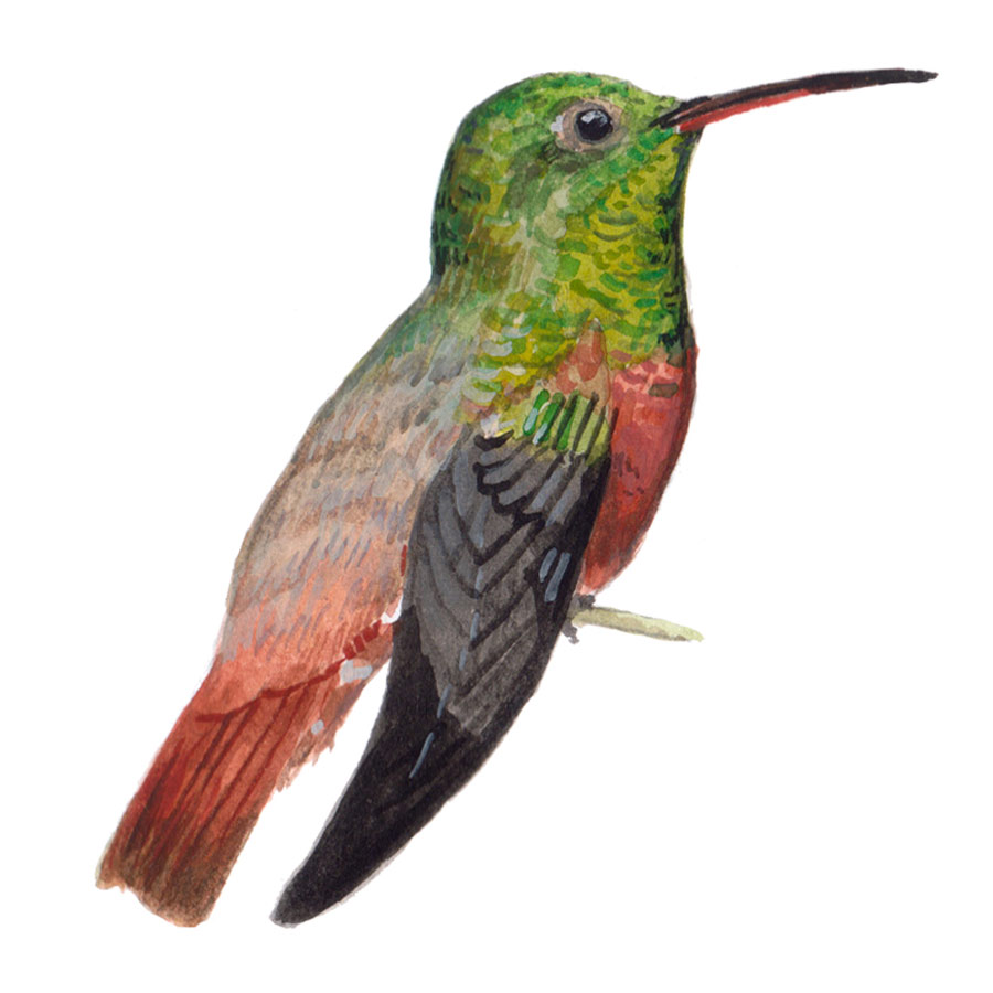 Chestnut bellied hummingbird