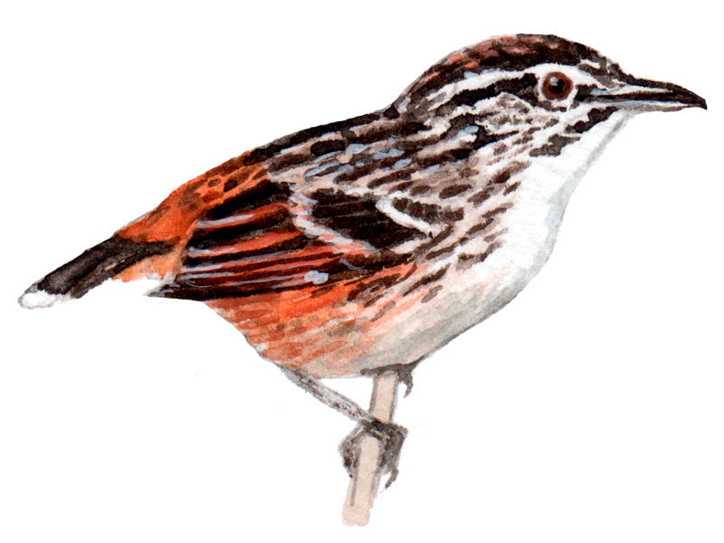 Warbling Antbird 2