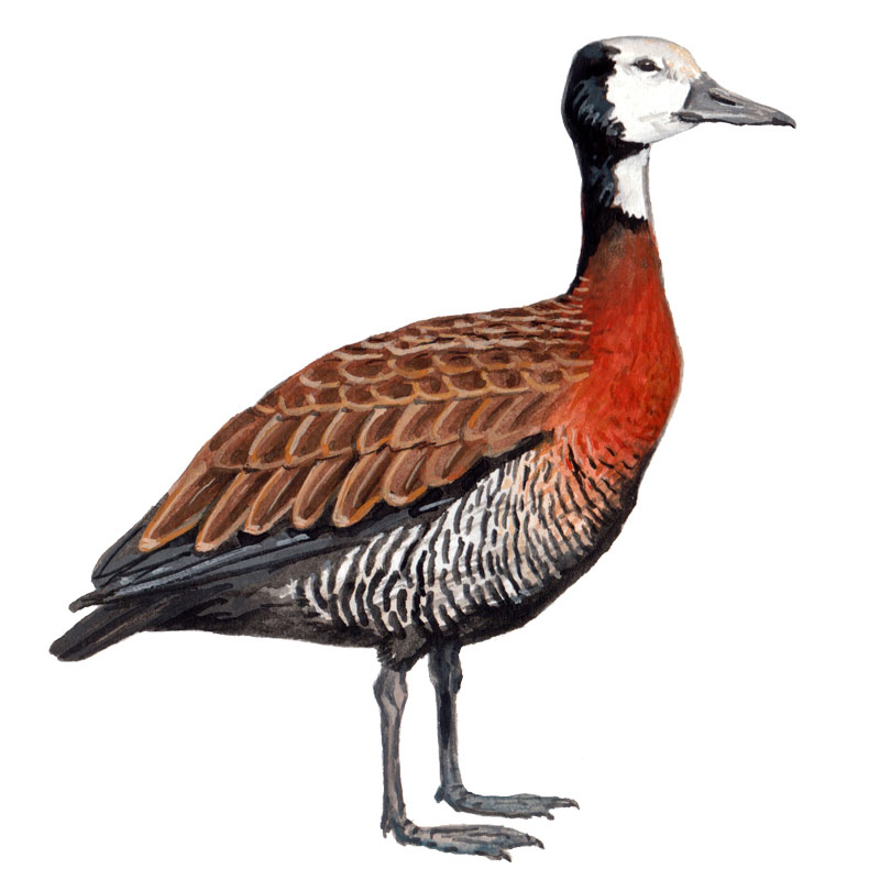 WhiteFaced Whistling duck