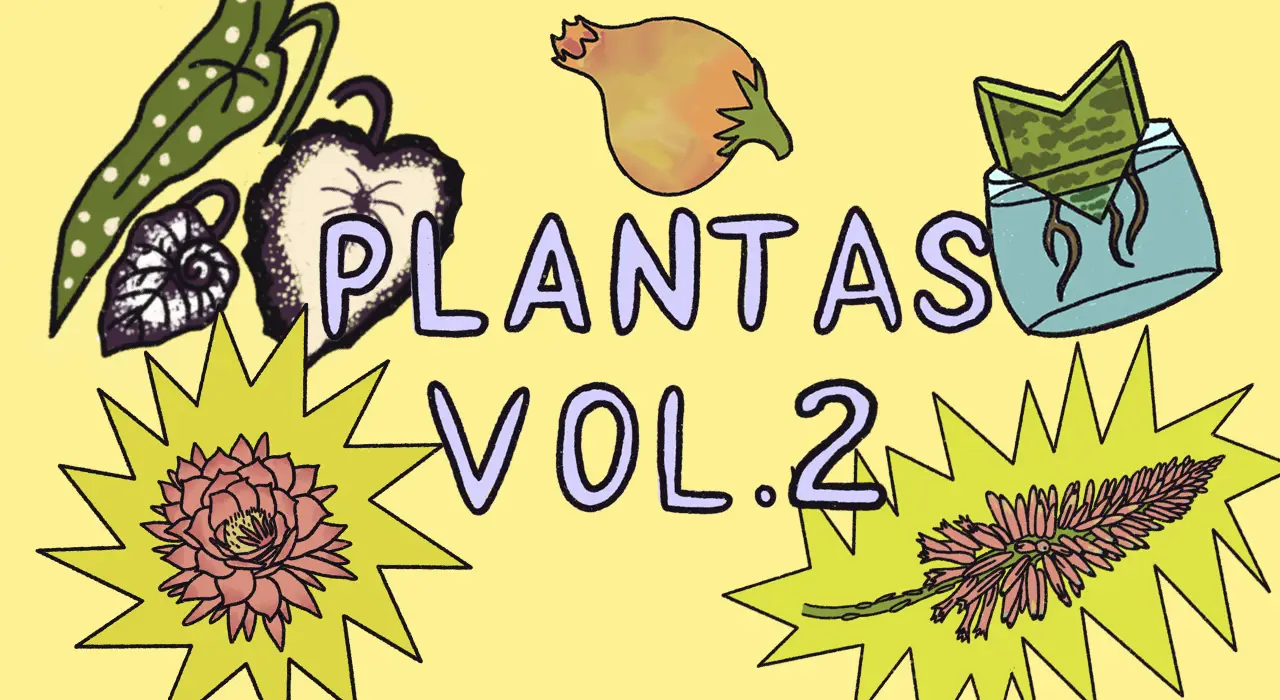 plantas para tener dentro de la casa