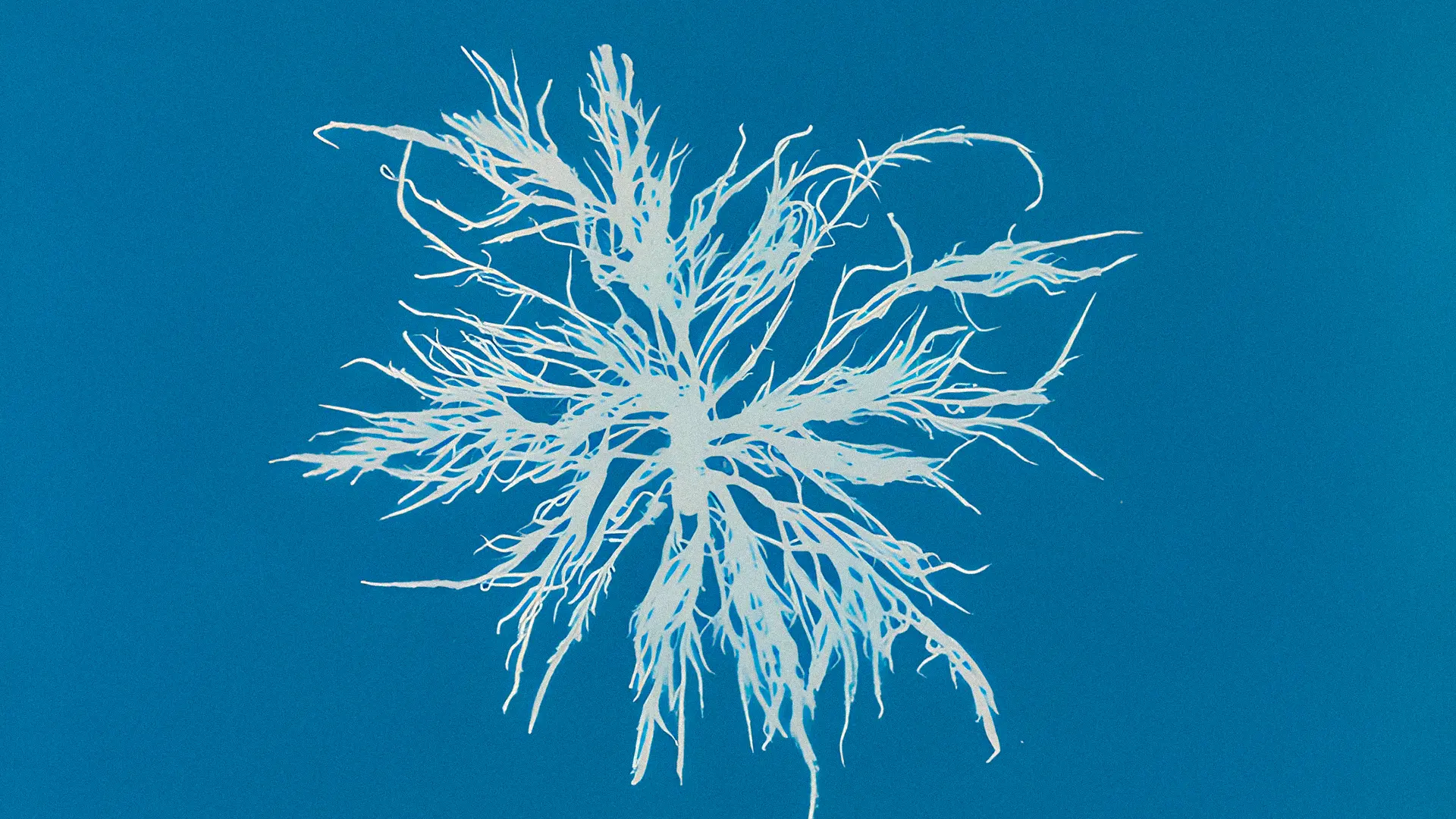 Cianotipo botánico de Anna Atkins