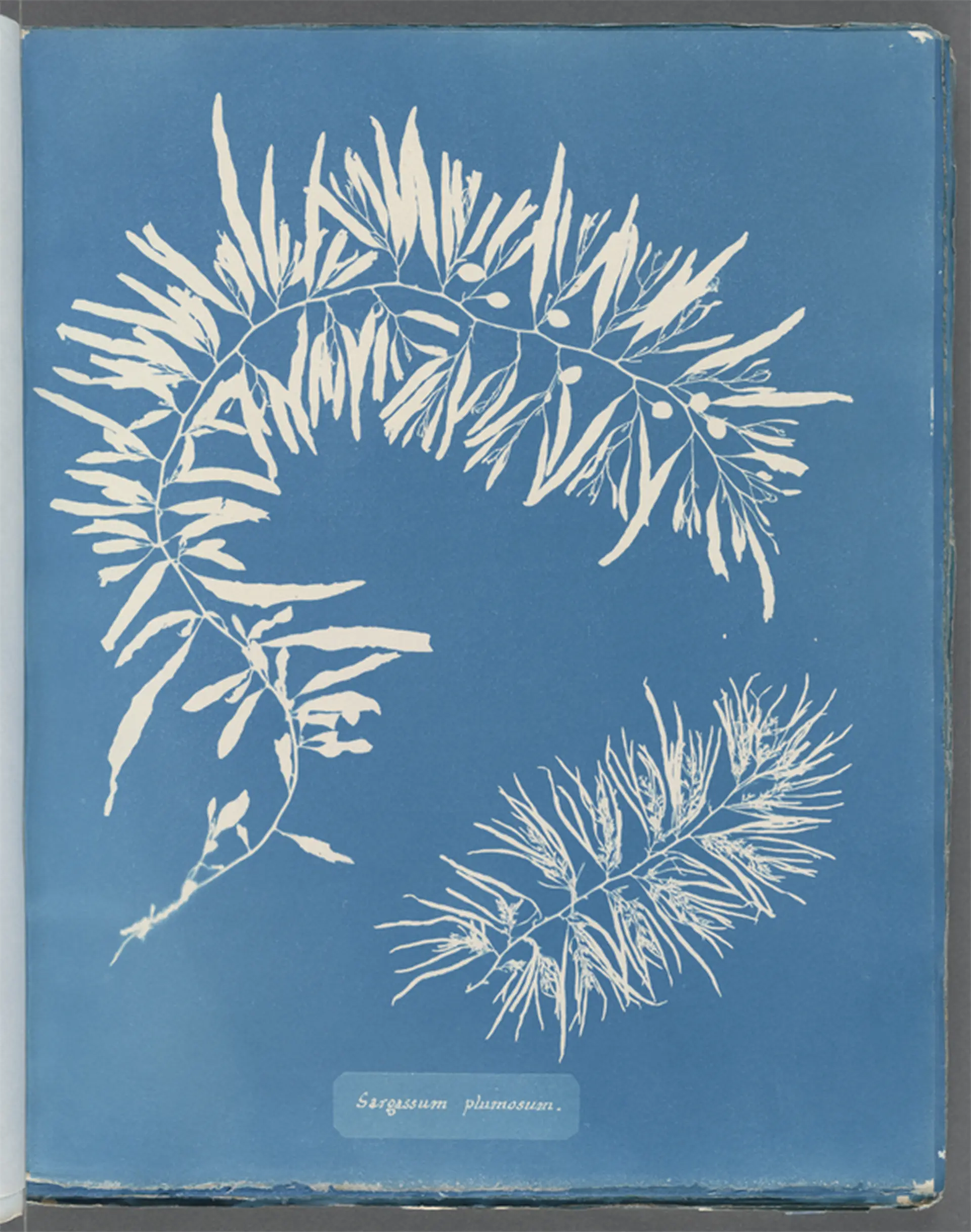 Cianotipo botánico de Anna Atkins