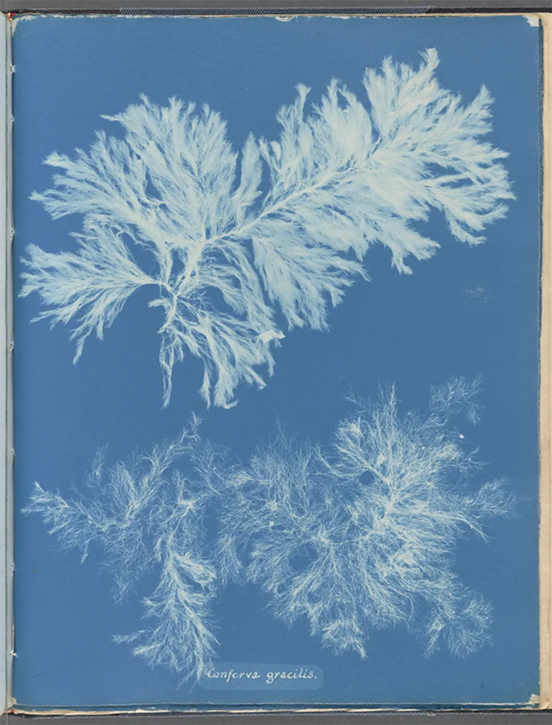 Cianotipo botánico de Anna Atkins