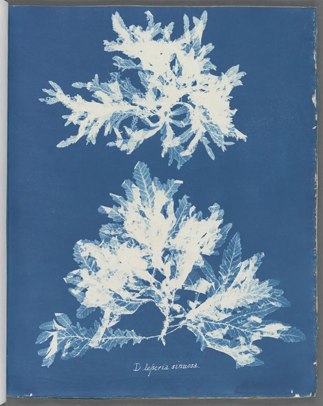 Cianotipo botánico de Anna Atkins