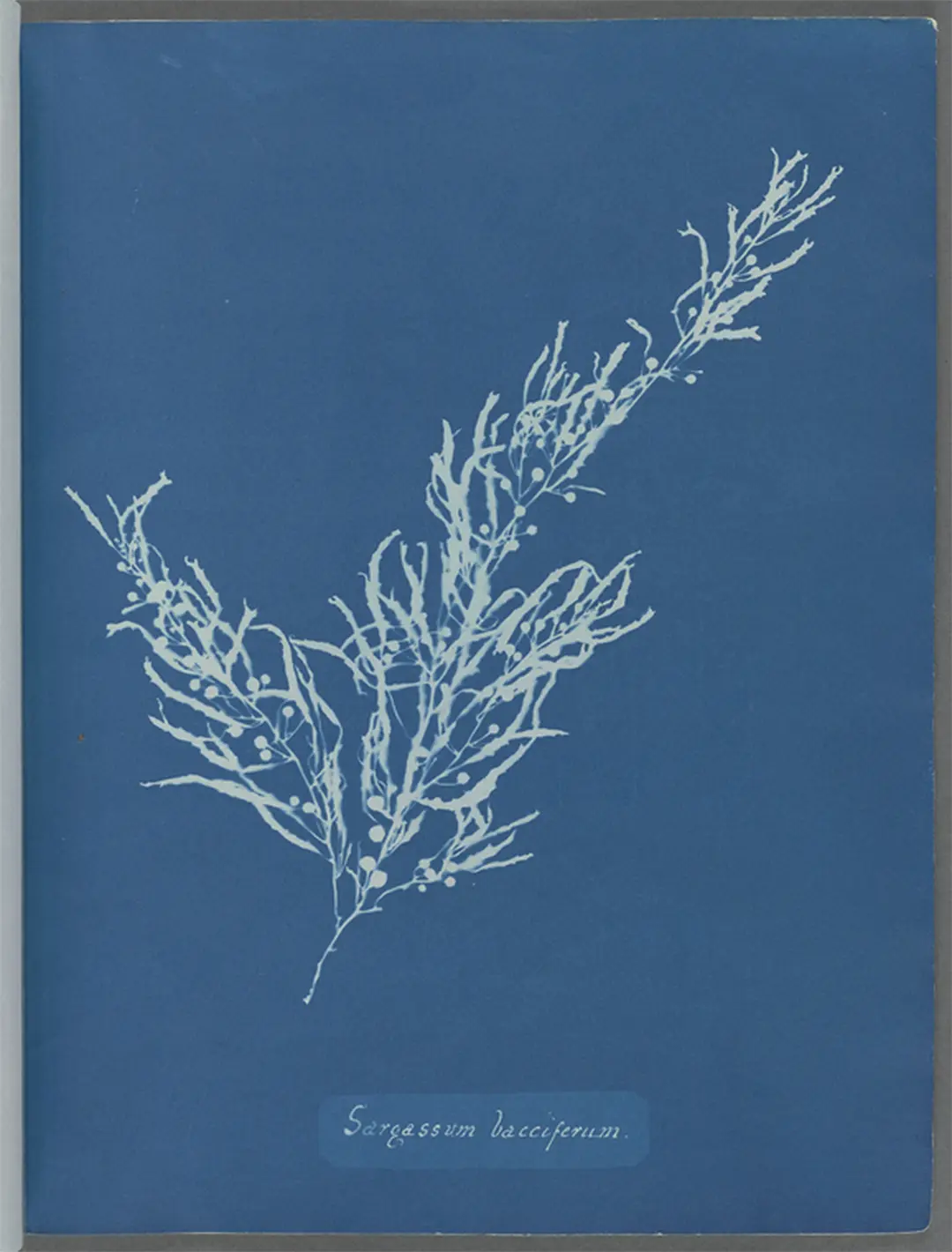 Cianotipo botánico de Anna Atkins