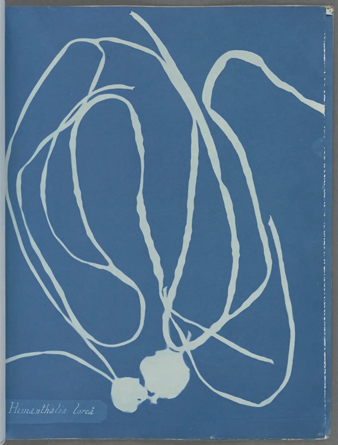Cianotipo botánico de Anna Atkins