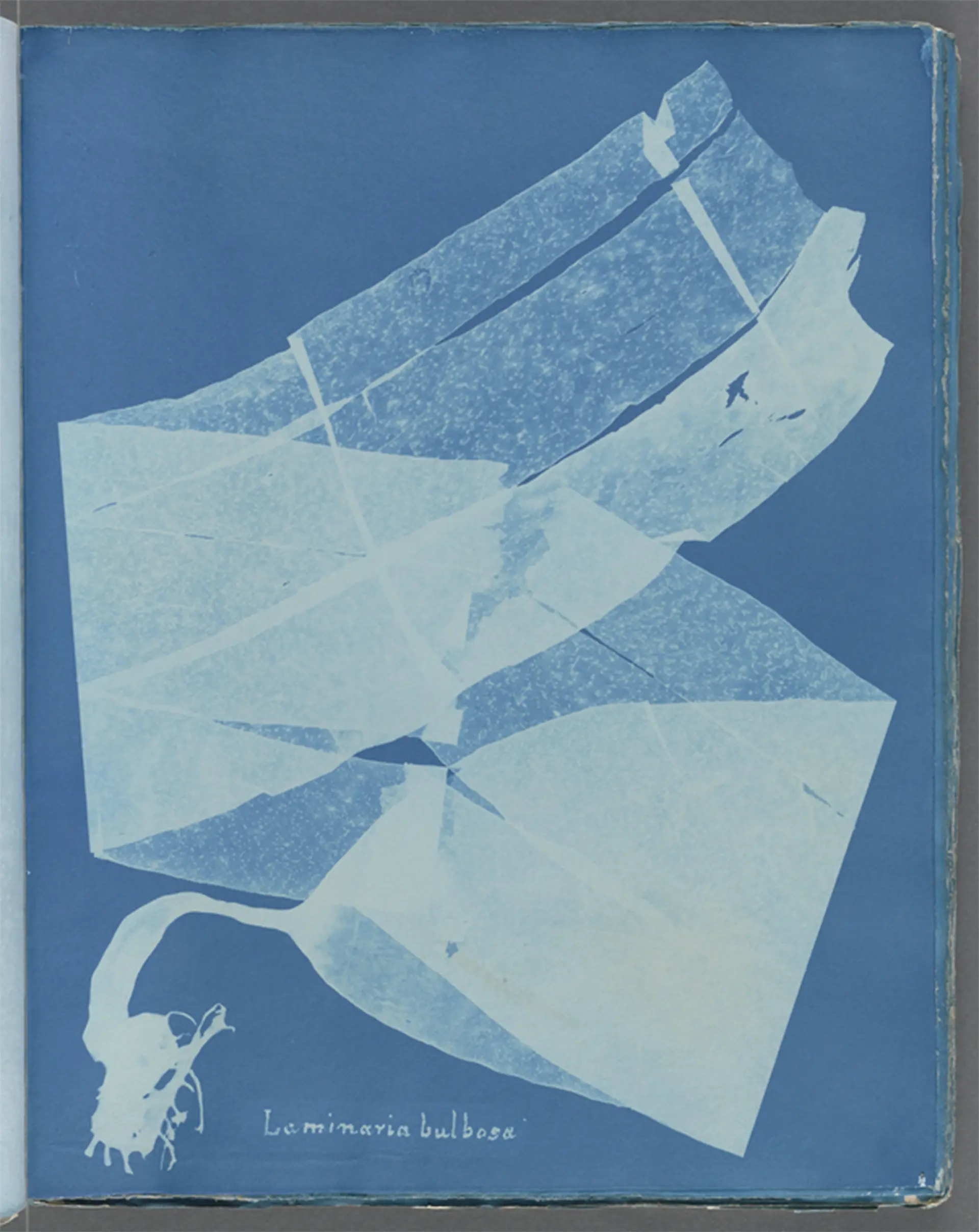Cianotipo botánico de Anna Atkins