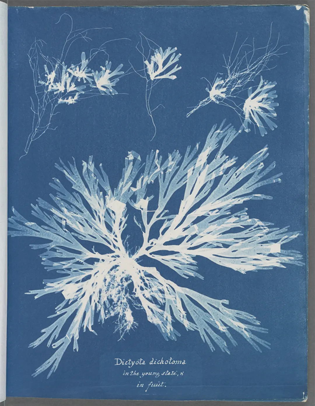 Cianotipo botánico de Anna Atkins