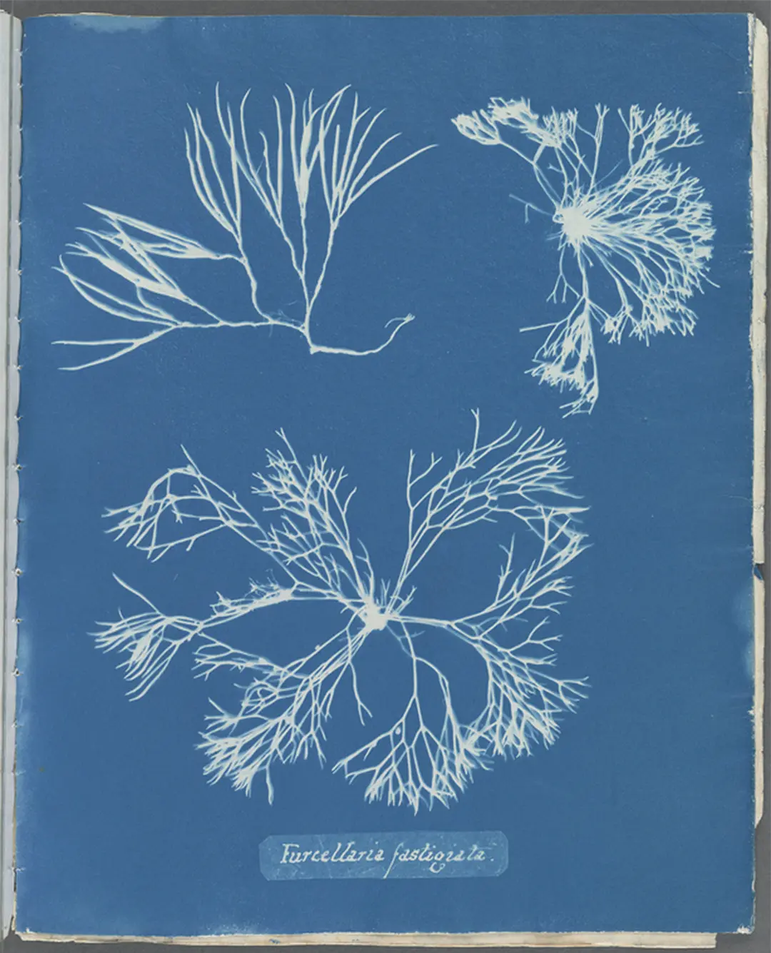 Cianotipo botánico de Anna Atkins