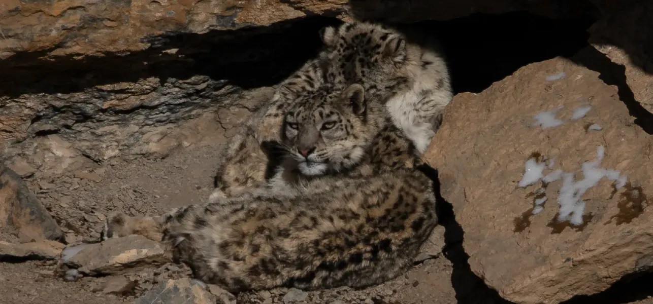 Fotografiar lo invisible: en busca del leopardo de las nieves