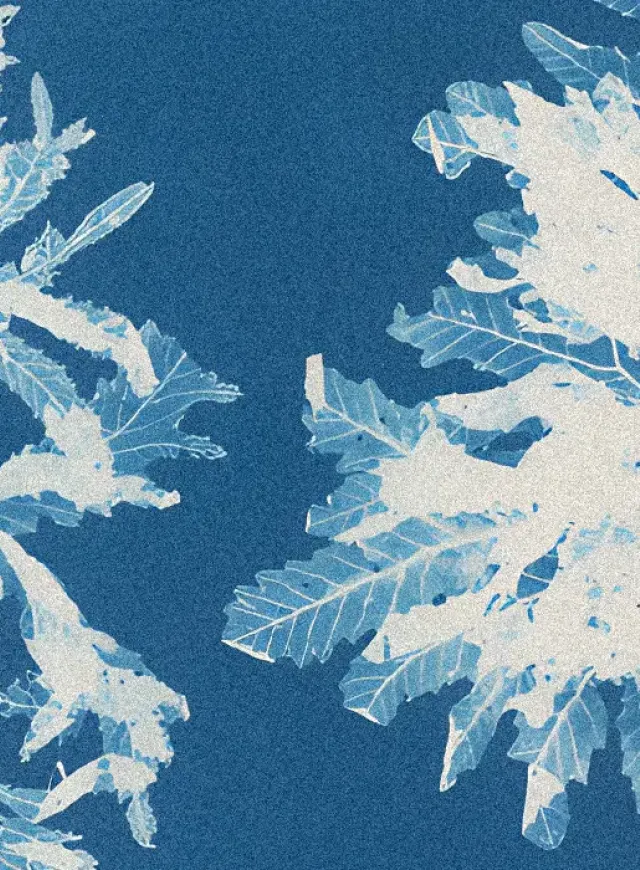 Cianotipo botánico de Anna Atkins