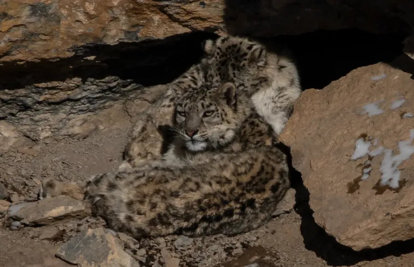 Fotografiar lo invisible: en busca del leopardo de las nieves